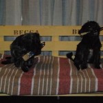 Entrega-premios-Hasta-mi-mascota-pinta-con-Chalky14