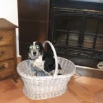 Entrega-premios-Hasta-mi-mascota-pinta-con-Chalky14