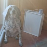 Entrega-premios-Hasta-mi-mascota-pinta-con-Chalky14