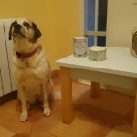 Entrega-premios-Hasta-mi-mascota-pinta-con-Chalky14