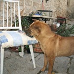 Entrega-premios-Hasta-mi-mascota-pinta-con-Chalky14