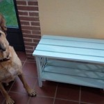 Entrega-premios-Hasta-mi-mascota-pinta-con-Chalky14