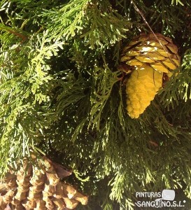 Ideas DIY: 5 formas de decorar con Piñas