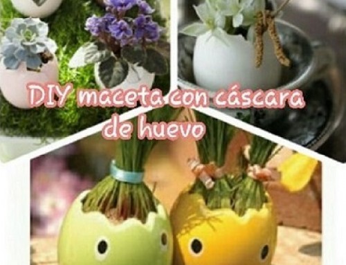 DIY maceta con cáscara de huevo